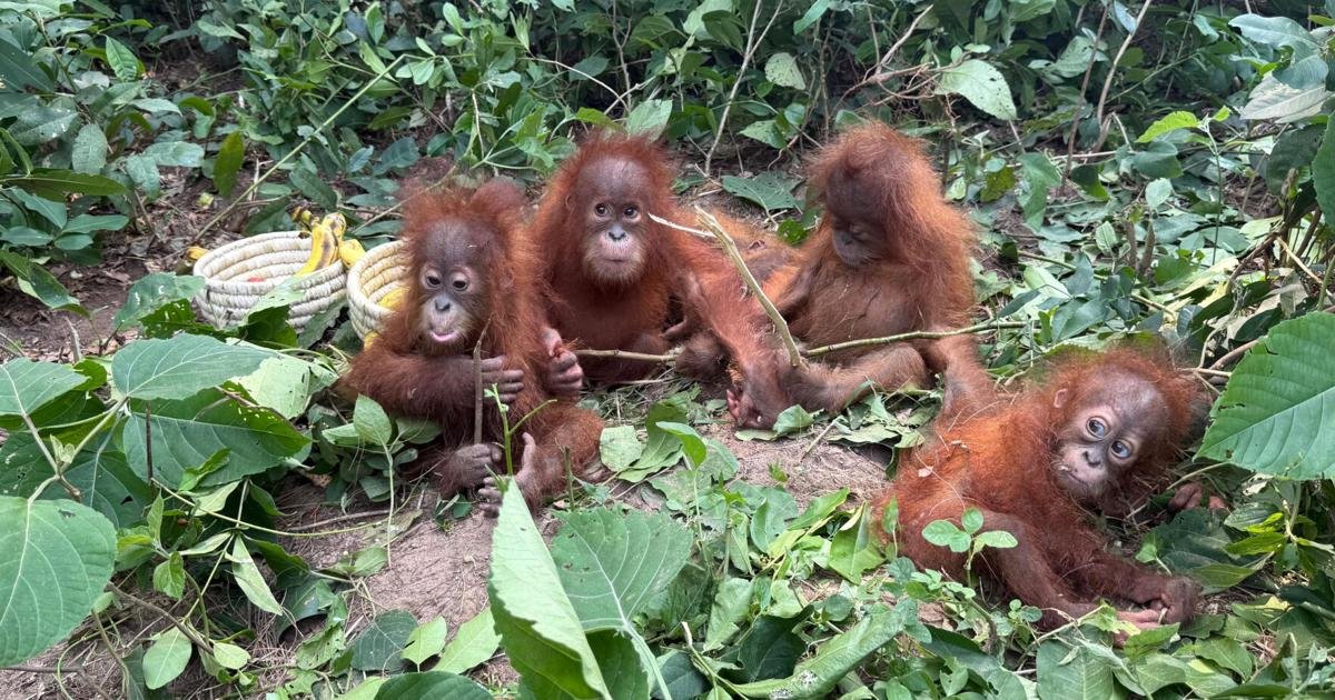 Stolen Innocence: Baby Orangutans Unmask India’s Shadowy Wildlife Trade