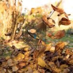 Stop Raking: The Autumn Lawn Hack That Could Save Your Grass