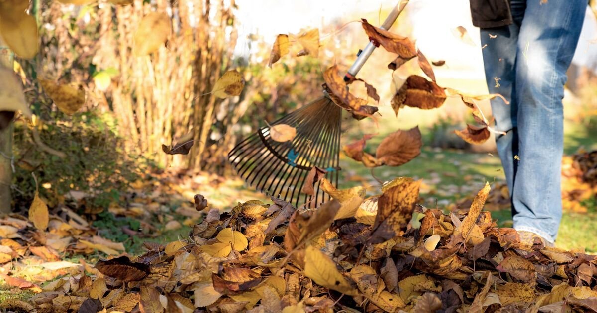 Stop Raking: The Autumn Lawn Hack That Could Save Your Grass
