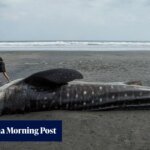 Stranded and Silent: Indonesia’s Mysterious Wave of Whale Deaths Sparks Urgent Alarm