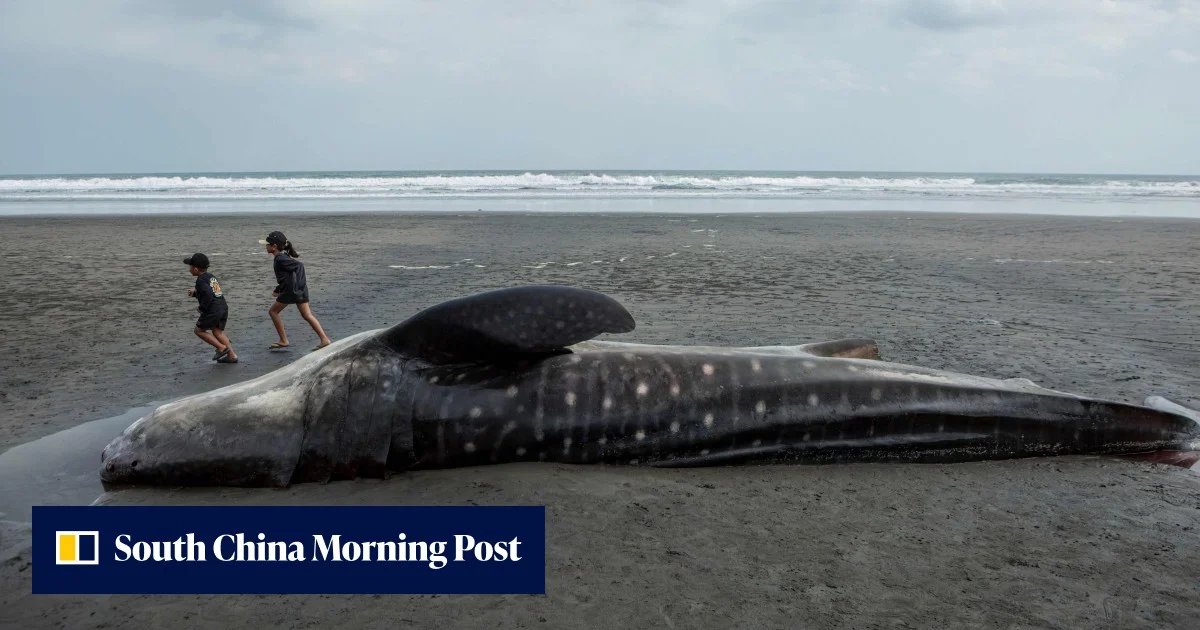 Stranded and Silent: Indonesia’s Mysterious Wave of Whale Deaths Sparks Urgent Alarm