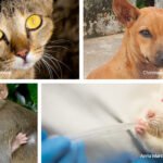 Straying Into Cruelty: India’s Urgent Moral Reckoning With Laboratory Animal Exploitation