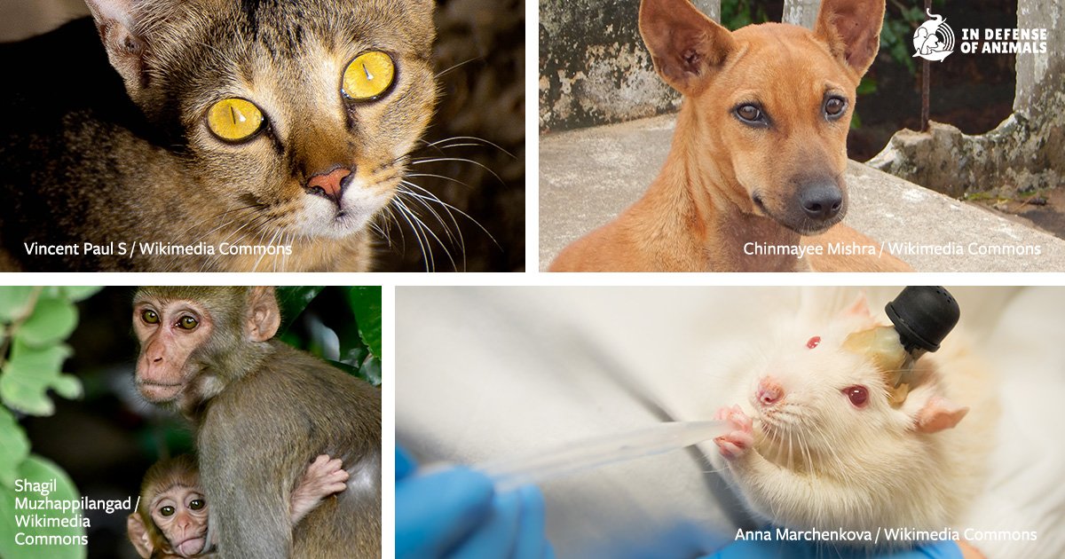 Straying Into Cruelty: India’s Urgent Moral Reckoning With Laboratory Animal Exploitation