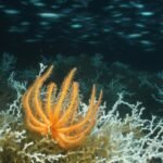 Submerged Servers: China’s Underwater Data Hubs Spark Deep-Sea Environmental Anxiety