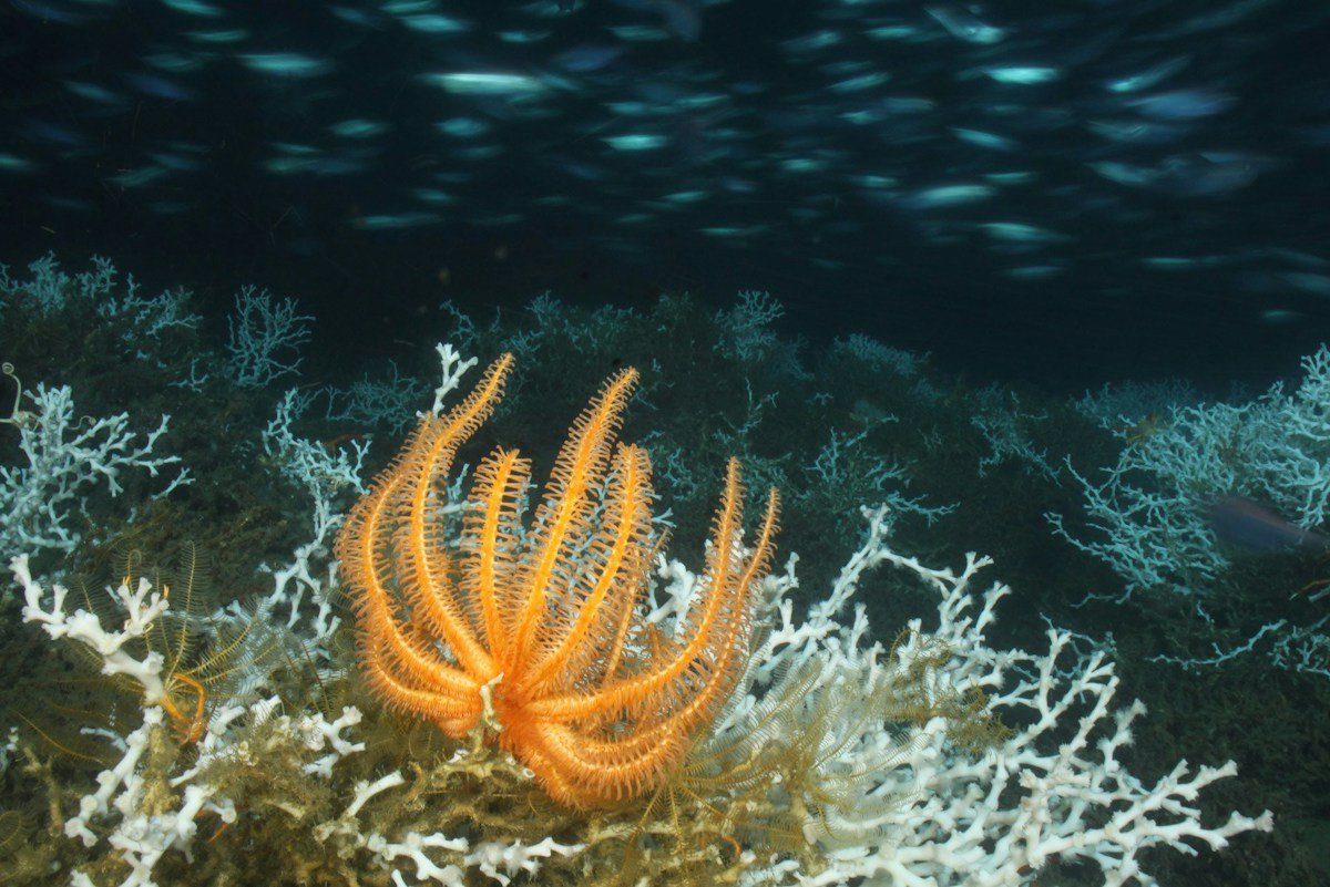 Submerged Servers: China’s Underwater Data Hubs Spark Deep-Sea Environmental Anxiety