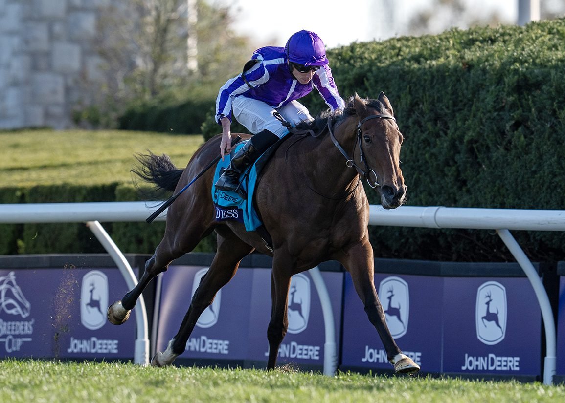 Sun Goddess Ascendant: A Historic Four-Timer Fuels Breeders’ Cup Friday Fever