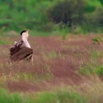 Taking Flight from Oblivion: Rare Great Indian Bustards Return to the Wild