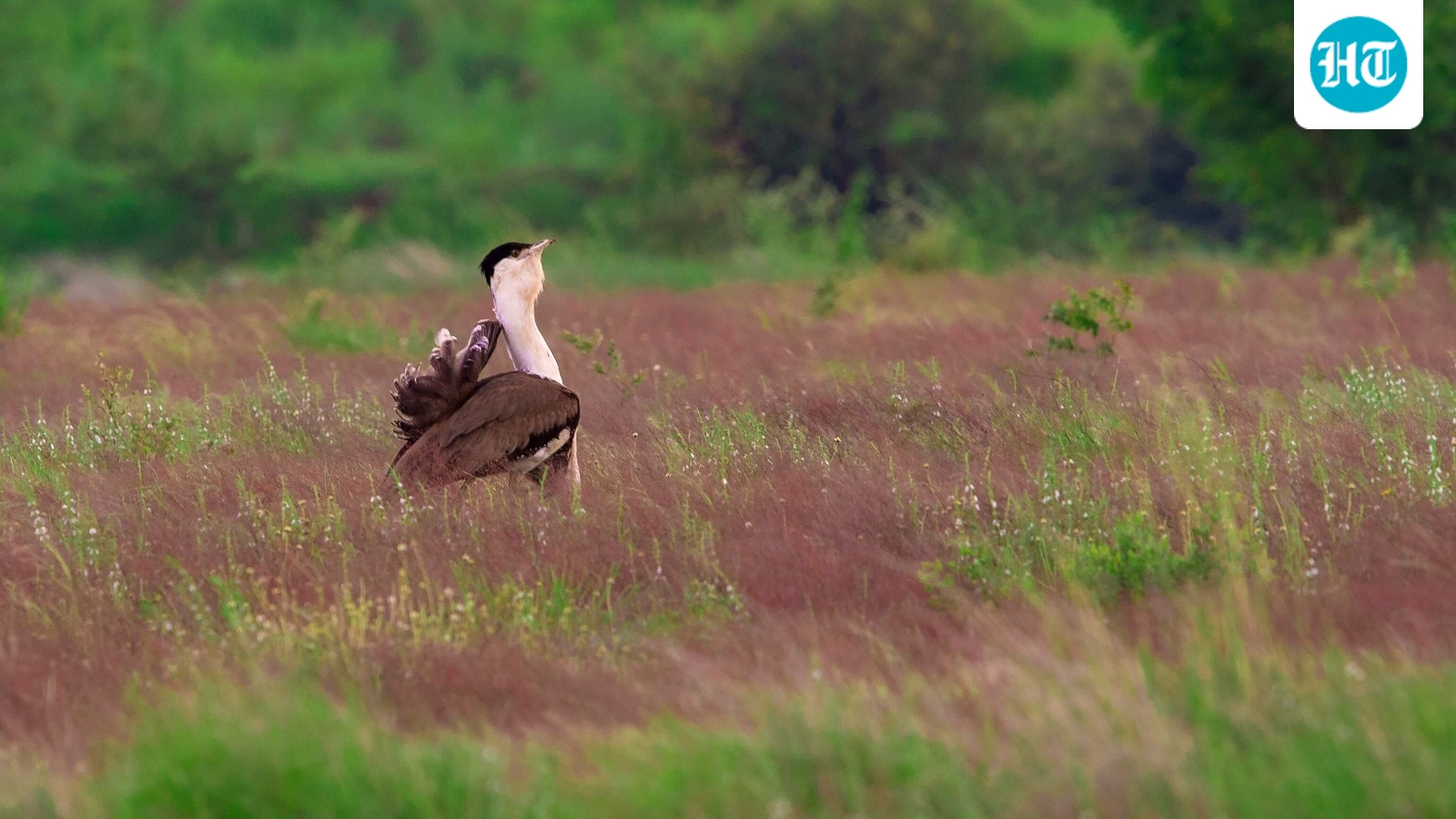 Taking Flight from Oblivion: Rare Great Indian Bustards Return to the Wild