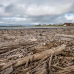 The Ancient Titan: How a Forest the Size of Manhattan Became a Ticking Time Bomb