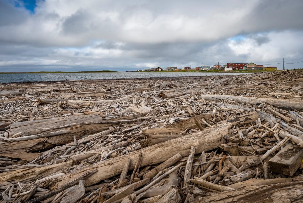 The Ancient Titan: How a Forest the Size of Manhattan Became a Ticking Time Bomb
