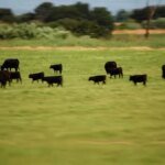 The Beef With Progress: How a Post-Cattle World Could Rewrite Our Future