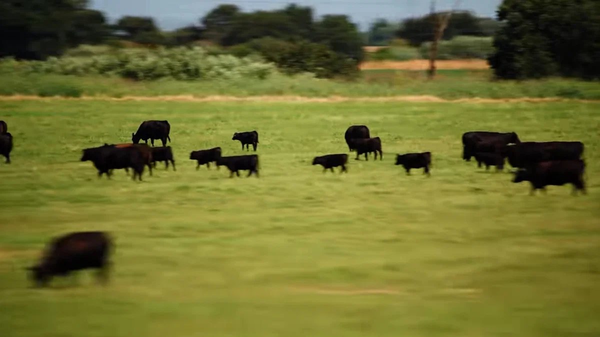 The Beef With Progress: How a Post-Cattle World Could Rewrite Our Future