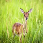 The Billion-Dollar Bottleneck: Why Forest Funding Fails to Reach the Roots