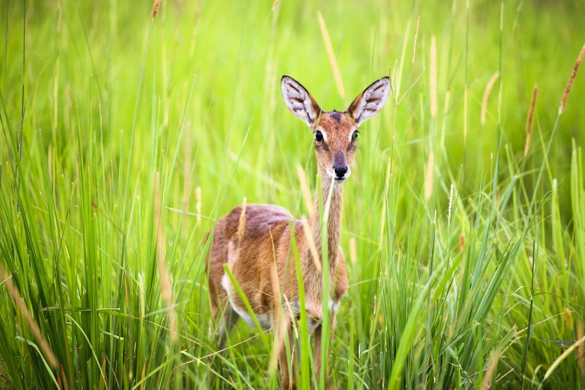 The Billion-Dollar Bottleneck: Why Forest Funding Fails to Reach the Roots