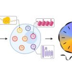 The Biological Reset: Rewriting the Code to Turn Back the Human Clock