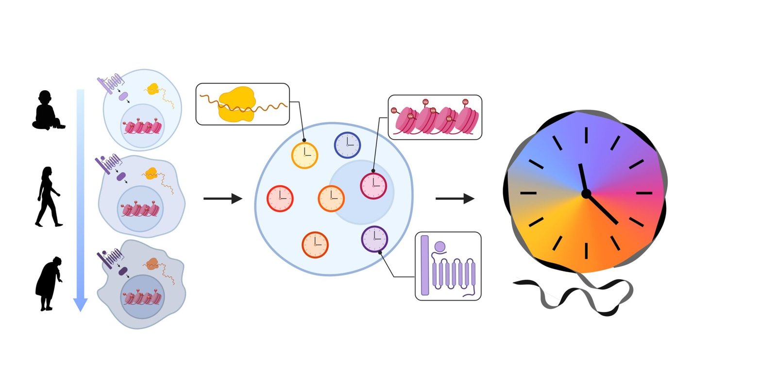 The Biological Reset: Rewriting the Code to Turn Back the Human Clock