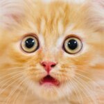 The Ginger Code: Scientists Finally Crack the 60-Year Mystery Behind Orange Cats