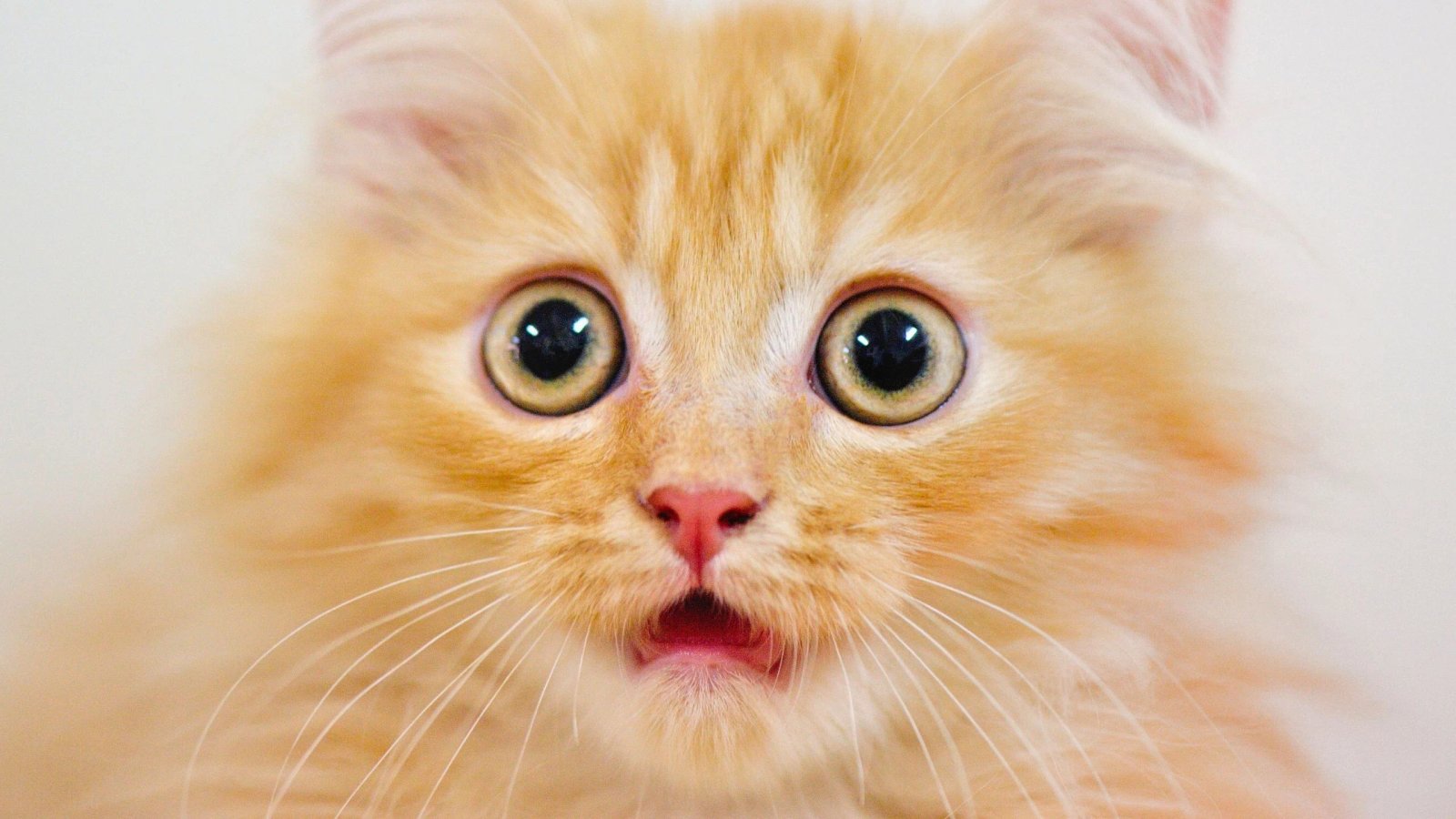 The Ginger Code: Scientists Finally Crack the 60-Year Mystery Behind Orange Cats