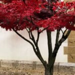 The Golden Hour Rule: Why Your Japanese Maples Need a Precise Autumn Watering Routine