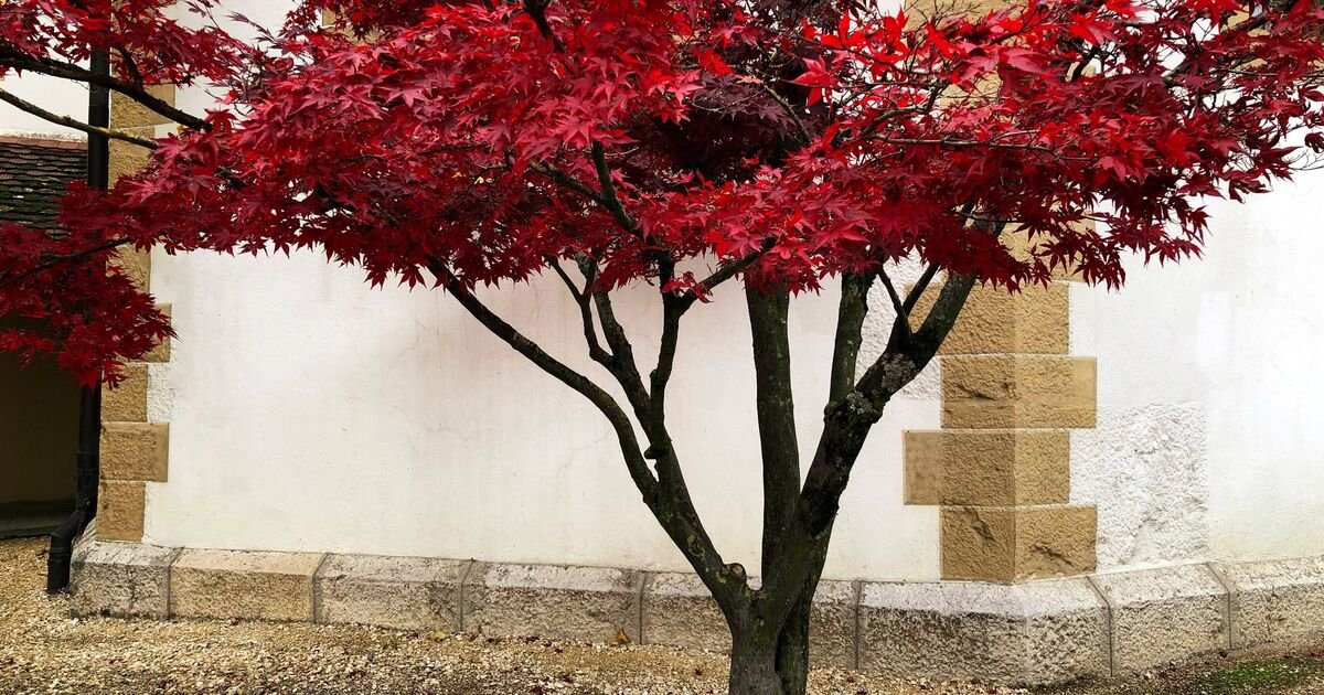 The Golden Hour Rule: Why Your Japanese Maples Need a Precise Autumn Watering Routine