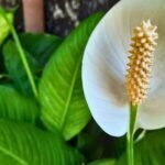 The Green Thumb’s Rescue Guide: Why Your Peace Lily Is Turning Yellow and How to Save It