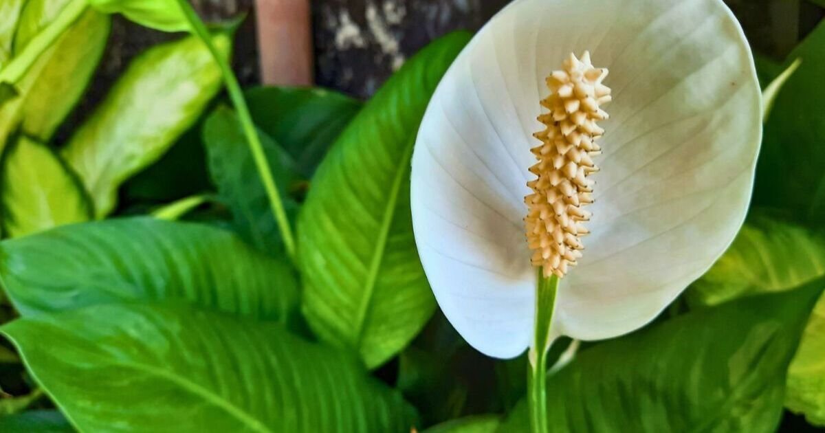 The Green Thumb’s Rescue Guide: Why Your Peace Lily Is Turning Yellow and How to Save It