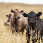 The Harvest Paradox: Why Our Fields Are Fueling the Climate Crisis