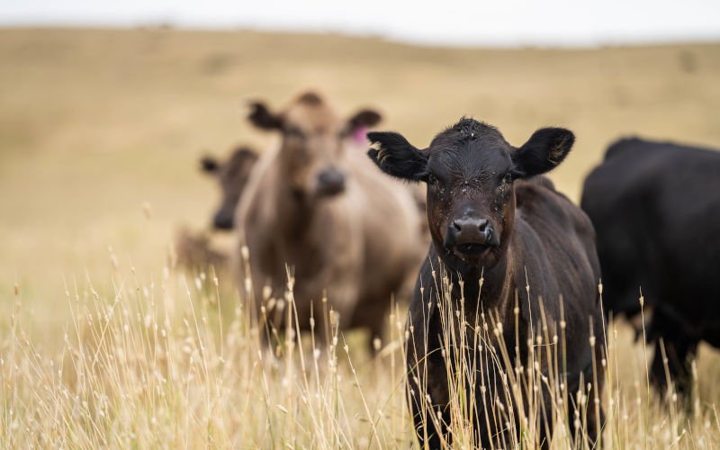 The Harvest Paradox: Why Our Fields Are Fueling the Climate Crisis