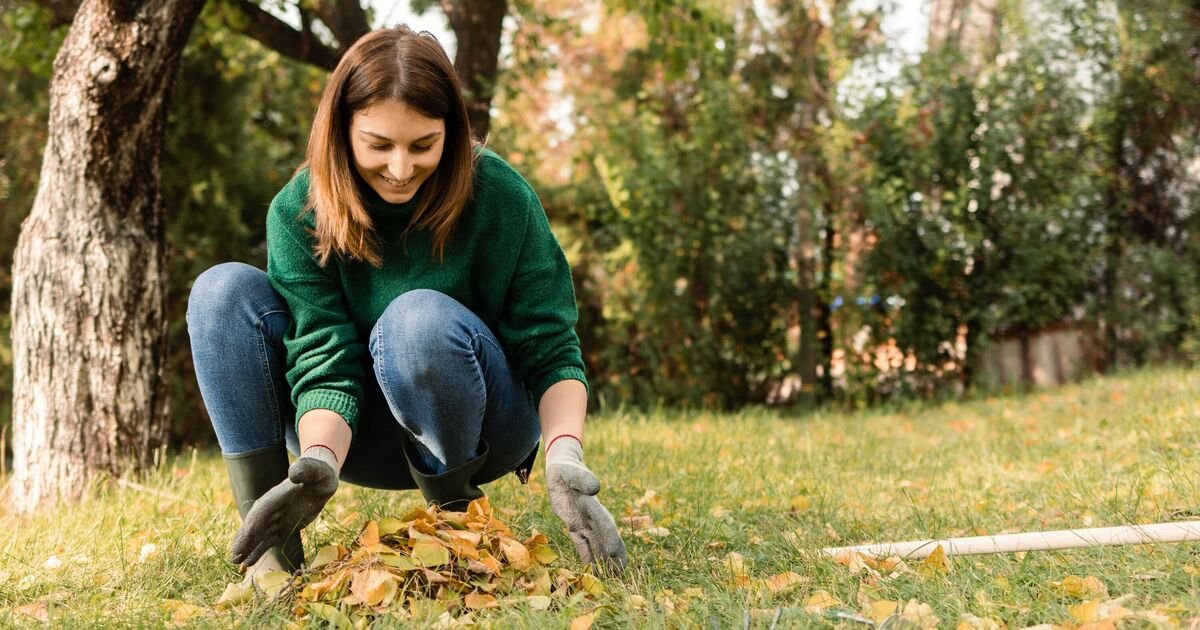 The Humble Kitchen Scrap That Promises a Greener, Lush Backyard Harvest