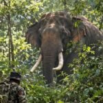 The Hunt for Agbo: Search Intensifies as Recovery Operations Resume at Dawn