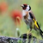 The Living Magnet: One Shrub That Turns Your Yard Into a Songbird Sanctuary