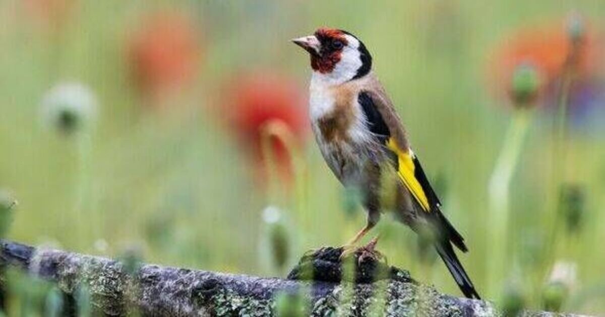The Living Magnet: One Shrub That Turns Your Yard Into a Songbird Sanctuary