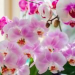 The Orchid Paradox: Why Your Blooms Are Falling and How to Make Them Stay