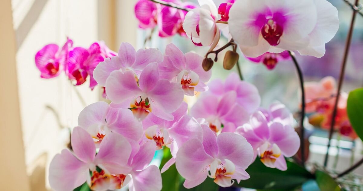 The Orchid Paradox: Why Your Blooms Are Falling and How to Make Them Stay