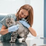 The Paw-se in Profit: Why Vet Clinics Must Pivot as Pet Owners Tighten Their Leashes