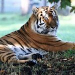The Predator’s Return: Yorkshire Wildlife Park Reopens After Tragic Tiger Attack