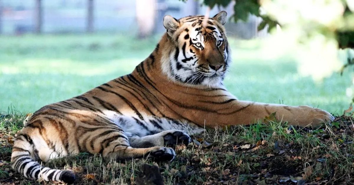 The Predator’s Return: Yorkshire Wildlife Park Reopens After Tragic Tiger Attack