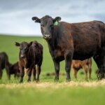 The Red Meat Paradox: Reconciling Nutrition with a Warming Planet