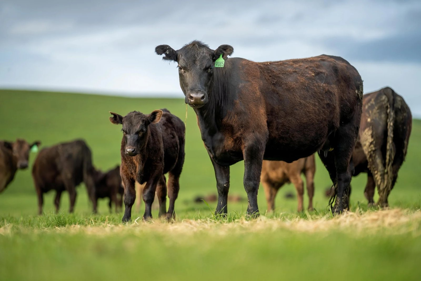 The Red Meat Paradox: Reconciling Nutrition with a Warming Planet