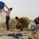 The Resilient Grain: How Africa’s Forgotten Rice is Outsmarting a Changing Climate