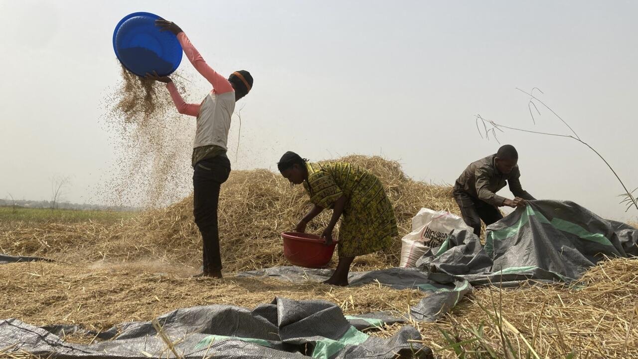 The Resilient Grain: How Africa’s Forgotten Rice is Outsmarting a Changing Climate