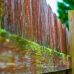 The Secret Kitchen Staple Banishing Unsightly Algae From Your Wooden Fence