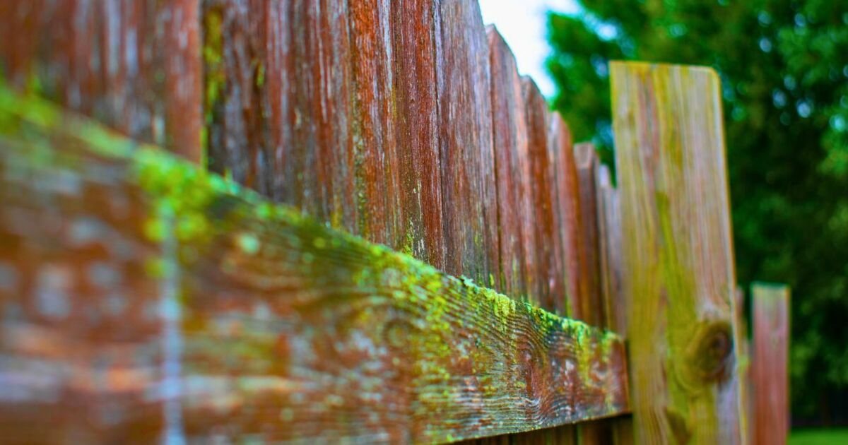 The Secret Kitchen Staple Banishing Unsightly Algae From Your Wooden Fence