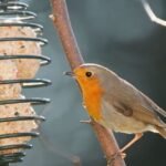The Simple Bird Feeder Tweak That Transforms Your Backyard Ecosystem Overnight