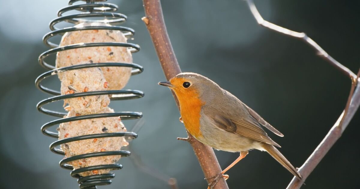 The Simple Bird Feeder Tweak That Transforms Your Backyard Ecosystem Overnight