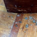 The Simple Fix to Keep Woodlice From Taking Over Your Home This Week