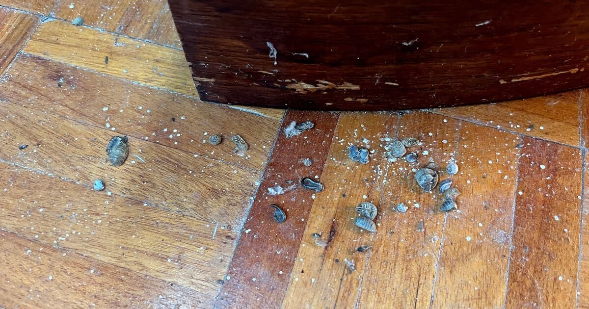 The Simple Fix to Keep Woodlice From Taking Over Your Home This Week