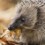 The Single Garden Staple That Turns Your Backyard Into a Hedgehog Haven