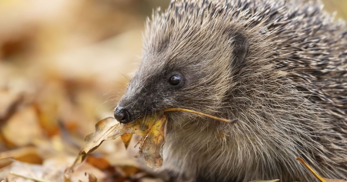 The Single Garden Staple That Turns Your Backyard Into a Hedgehog Haven