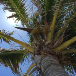 The Sunshine State’s Secret Favorite: Is This Truly Florida’s Crown Jewel?